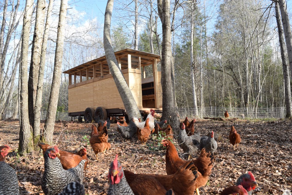 Egg-laying chickens moved to fresh pasture WEEKLY