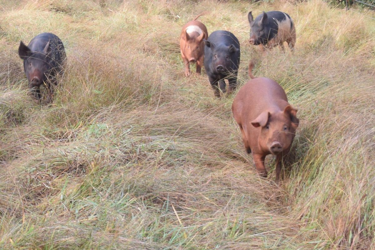 Here comes the bacon