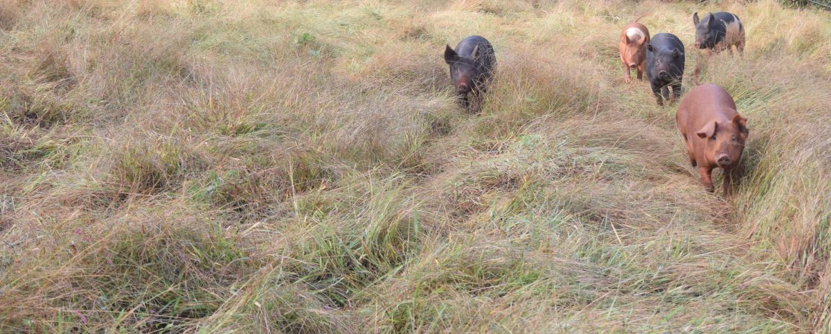 Here comes the bacon